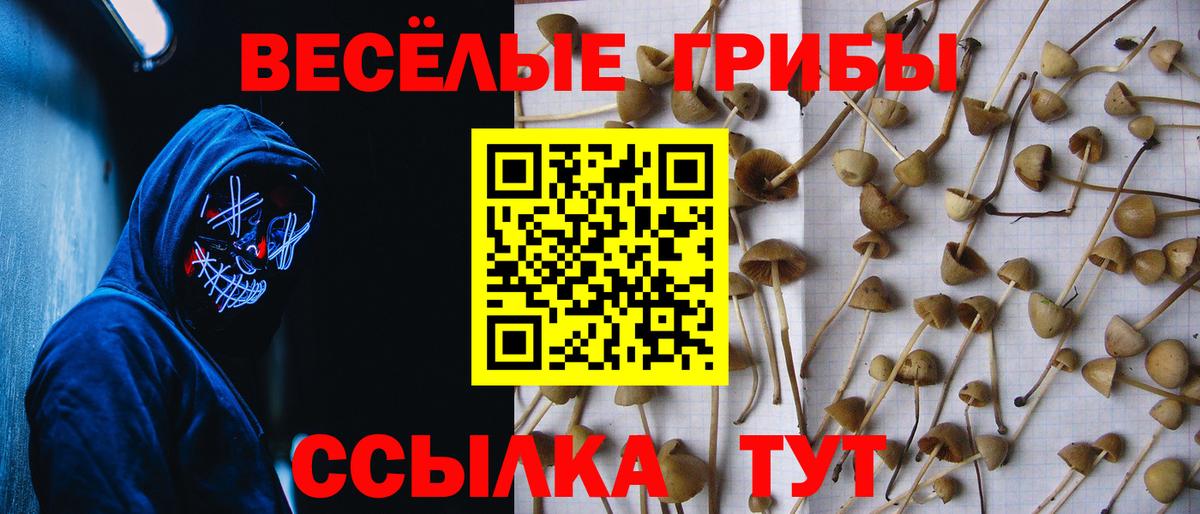 Псилоцибиновые грибы Psilocybe Похвистнево